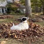 Jolee, a white dog with a black mask and ears sitting in a pile of leaves in front of a Shagbark Hickory.