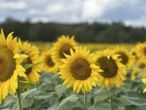 a field of sunflowers at Liberty Farms Sunflower Maze
