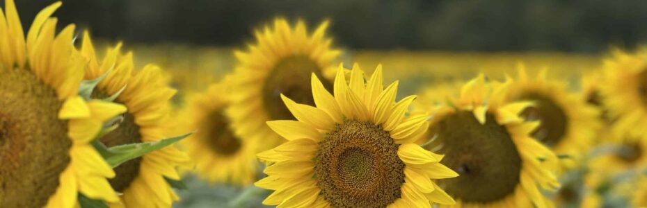 a field of sunflowers at Liberty Farms Sunflower Maze