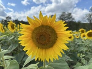 a close up of a single sunflower with a sunflower maze behind it.