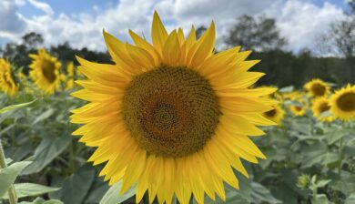 a close up of a single sunflower with a sunflower maze behind it.
