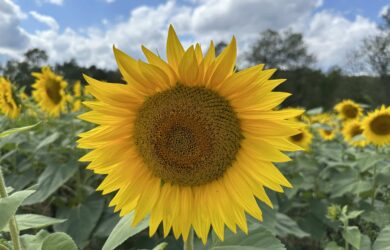 a close up of a single sunflower with a sunflower maze behind it.