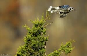 a blue jay flying off of the top of a cedar tree