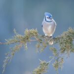 a portrait of a blue jay sitting on a red cedar branch with a blue sky behind it.