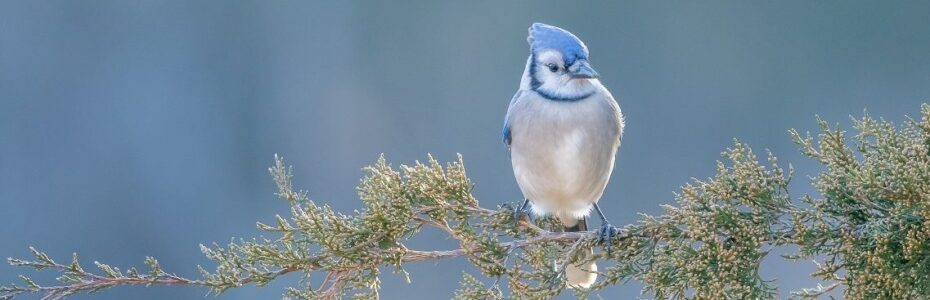 a portrait of a blue jay sitting on a red cedar branch with a blue sky behind it.