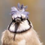 a head shot of a blue jay in the wind wiht head feathers pointing upwards.