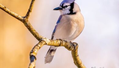 a side view portrait of blue jay on a leafless branch