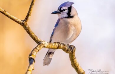 a side view portrait of blue jay on a leafless branch