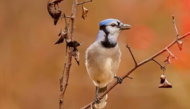 a blue jay wiht an open beak in a branch wiht dry leaves