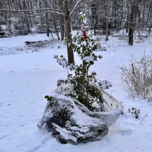 a deer damaged holly tree in the snow with a red and white star topper.