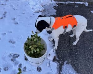 Jolee, a white dog wiht a black mask looking into a bucket of holly branches.