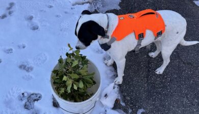 Jolee, a white dog wiht a black mask looking into a bucket of holly branches.