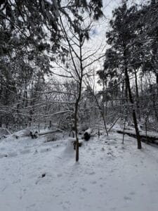 Beech tree that fell during a storm and resettled upright beside a fallen Eastern hemlock in woodland near Jacksonburg Creek.