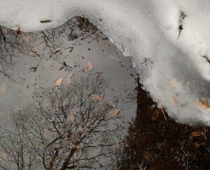 Winter snow melts at the edge of a pond, revealing reflected bare trees and quiet seasonal transition between stillness and thaw.