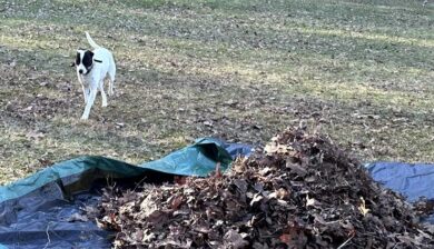 dog helping with early spring garden cleanup moving leaves on tarp