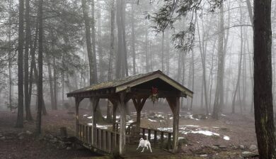 Jolee running over a footbridge into the misty woods during a late winter walk.