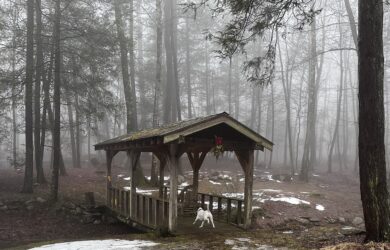 Jolee running over a footbridge into the misty woods during a late winter walk.