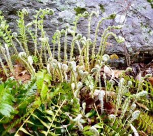 cluster of fern fiddleheads emerging in woodland garden in early spring