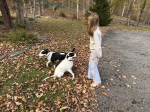 Two dogs playing in fallen leaves on a gravel driveway.