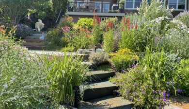 Layered perennial garden with stone steps and colorful flowering plants surrounding a backyard landscape.