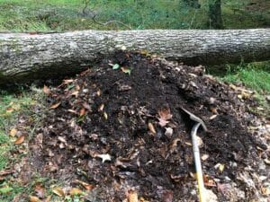 Decomposing leaf pile turning into rich dark leaf mold compost beside a fallen tree.