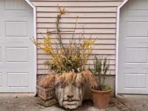 Mother Earth face pot with forsythia branches and dried ornamental grass hair in early spring
