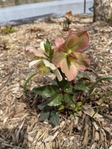 pink and cream hellebore flowers blooming in mulch in early spring garden