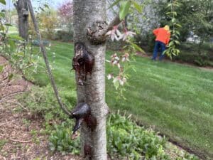 Weeping cherry tree trunk with multiple sap oozing wounds in a residential garden setting