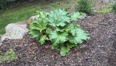 Large edible rhubarb growing in a mulched garden bed