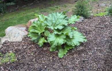 Large edible rhubarb growing in a mulched garden bed