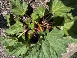 Close-up of edible rhubarb stems and leaves after harvesting
