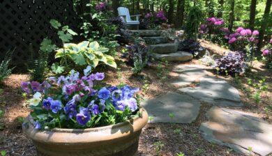 shade garden stone path moss lawn alternative woodland garden