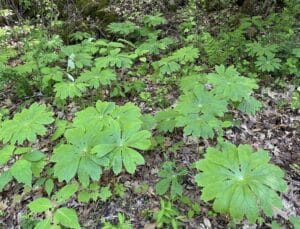 Large patch of native Mayapple plants growing in a shady woodland setting.