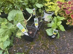 Collection of unusual vegetable plants including cucuzzi squash, bitter melon, long beans, and Malabar spinach at a New Jersey greenhouse.
