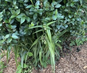Spiderwort growing beneath an invasive privet shrub in a foundation planting.