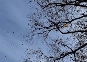 Autumn leaves swirling through the air against a gray-blue sky during a windy road walk.