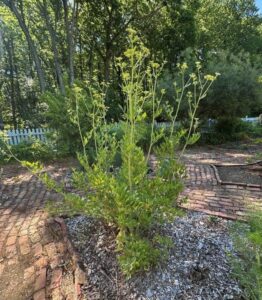 Tall lovage growing in the herb garden at Well-Sweep Herb Farm in New Jersey.