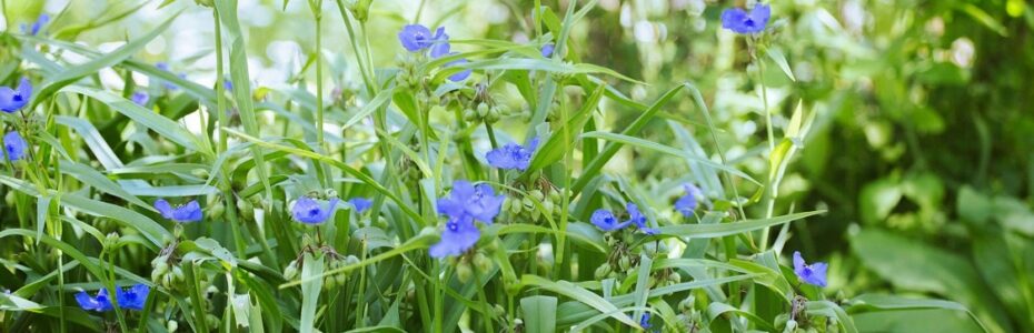 Blue flowers of native spiderwort blooming in a summer garden.
