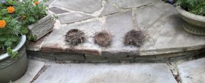 Robin, cardinal, and mourning dove nests displayed side by side for comparison.