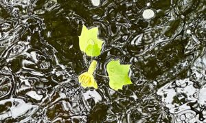 Fresh spring leaves and a yellow flower drifting together in moving water symbolize connection, belonging, and life's journey.