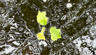Fresh spring leaves and a yellow flower drifting together in moving water symbolize connection, belonging, and life's journey.