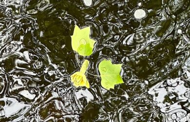 Fresh spring leaves and a yellow flower drifting together in moving water symbolize connection, belonging, and life's journey.