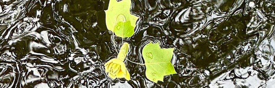 Fresh spring leaves and a yellow flower drifting together in moving water symbolize connection, belonging, and life's journey.