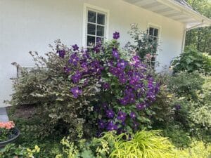 Purple clematis climbing through trellis with layered perennial plantings in Pat Jann's backyard garden.