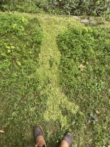 Duckweed washed from a pond and deposited in a long green ribbon across the lawn after heavy rain.