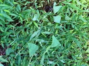 Mile-a-minute weed growing through a dense patch of Japanese stilt grass in a woodland garden.