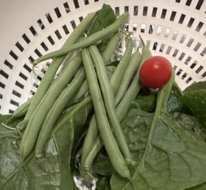 A modest summer garden harvest with green beans, one cherry tomato, and Malabar spinach leaves.