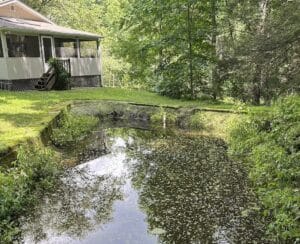 Woodland pond with open water reflecting surrounding trees after heavy rain washed away much of the duckweed.