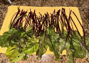 Red Baron beet greens with burgundy stems after harvesting from the vegetable garden.