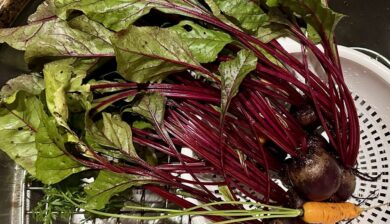 Freshly harvested Red Baron beets with leafy greens and one small carrot.